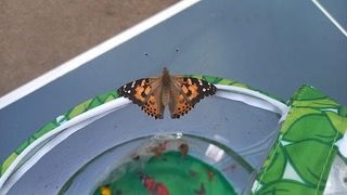 Schmetterling Distelfalter