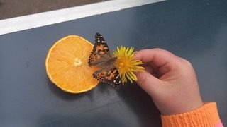 Schmetterling auf einer Orange.